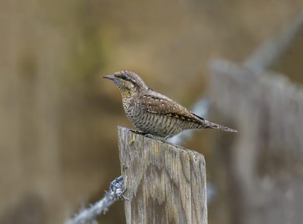Wryneck @Hook w Warsash 25Aug22 Steve Payce