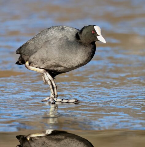 Coot by Rob Porter - Jan 10th, 2026 Southampton Common.