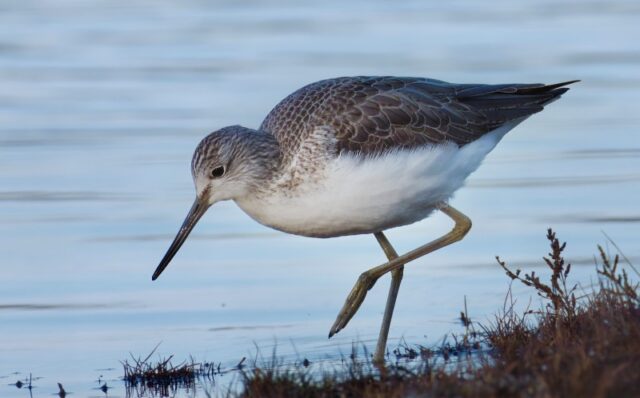Greenshank by Rob Porter - Normandy Marsh.