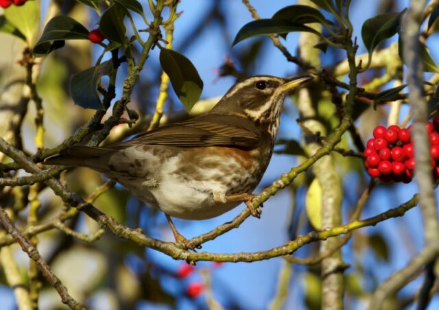 Redwing by Rob Porter-Jan 4th, 2026 Southampton Old Cemetery.