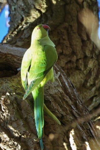 Ringed-necked Parakeet-Jan 11th, 2026 Southampton Common.