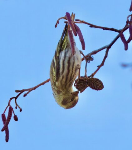 Siskin by Rob Porter-Jan 10th, 2026 Fishlake Meadows