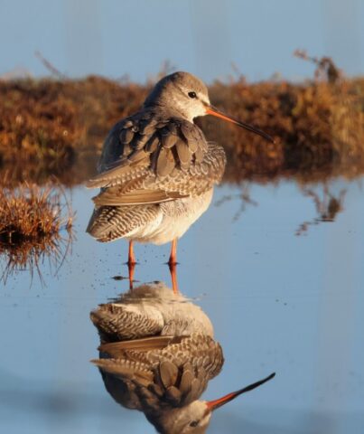 Spotted. Redshank by Rob Porter-Jan 14th, 2026