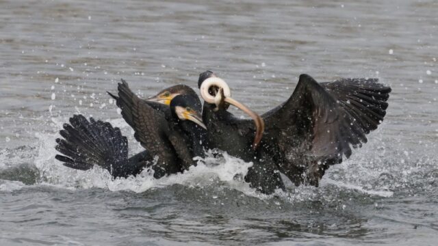 Cormorant - Oxey Marsh 17th Jan C Rose
