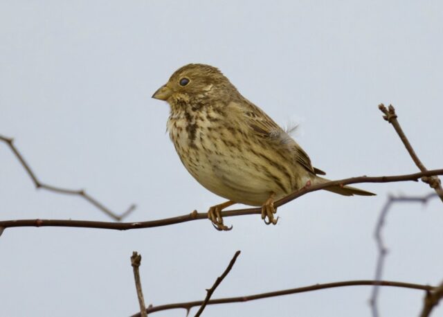 Corn Bunting by Rob Porter - Jan 20th, 2025 Toyd Down