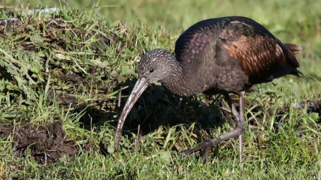 Glossy Ibis - Bridge Street 5th Jan C Rose
