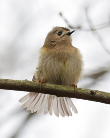 Goldcrest - Fishlake Meadows 19th Jan C Rose