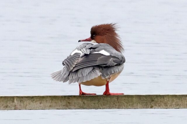 Goosander - Ibsley Water 26th Jan C Rose