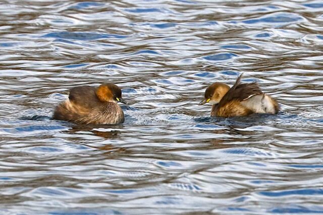 Little Grebes by Brian Cartwright 29th Jan Anton Lake