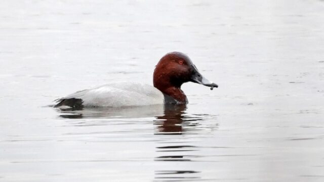 Pochard - Fishlake Meadows 19th Jan C Rose
