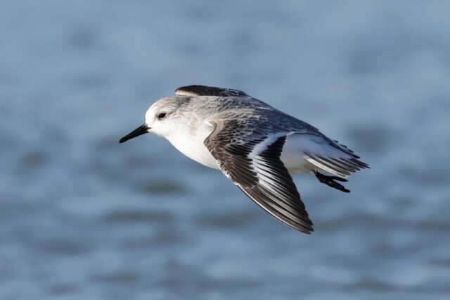Sanderling - Sandy Point 16th Jan C Rose (6)