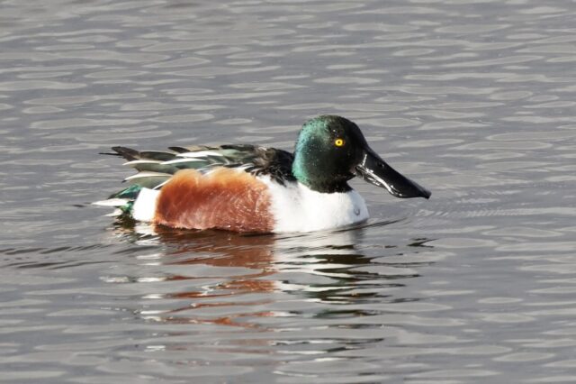 Shoveler - Pennington Marsh 17th Jan C Rose