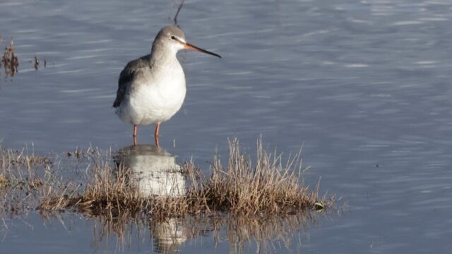 Spotted Redshank - Normandy Marsh 17th Jan C Rose