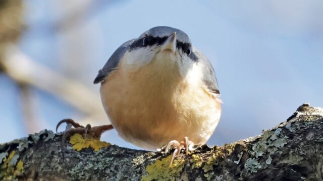 Nuthatch - Posbrook Floods 24th Feb C Rose