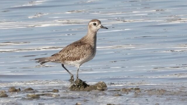 American Golden Plover - Warsash 8th April C Rose (2)