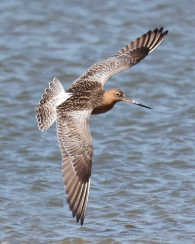 Bar-tailed Godwit - Normandy Marsh 30th April C Rose (2)