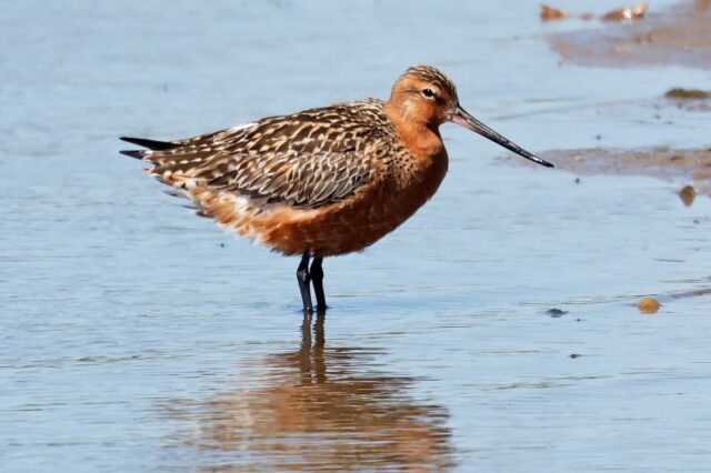 Bar-tailed Godwit - Normandy Marsh 30th April C Rose