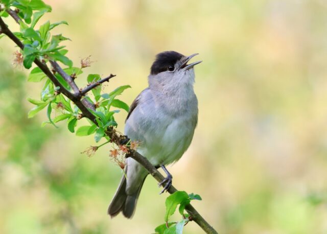 Blackcap by Rob Porter-Apr 20th, 2026 Lower Test Marsh