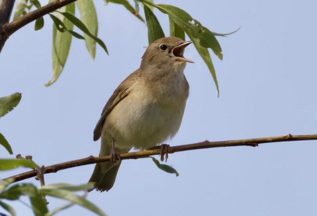Garden Warbler by Rob Porter - Apr 26th, 2026 Fishlake Meadows.