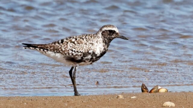 Grey Plover - Normandy Marsh 30th April C Rose