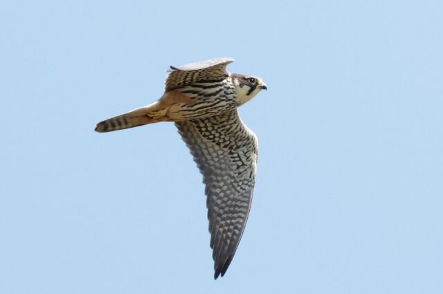 Hobby - Fishlake Meadows 23rd April C Rose (3)
