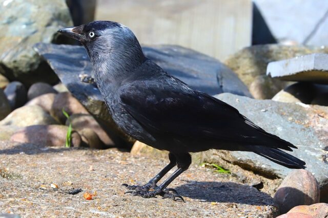 Jackdaw by Brian Cartwright 23rd April Anton Lake