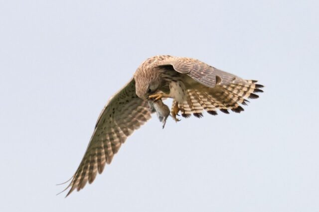 Kestrel - Titchfield Haven 4th April C Rose