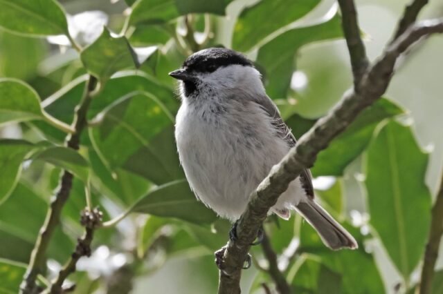 Marsh Tit - Pig Bush 17th April C Rose