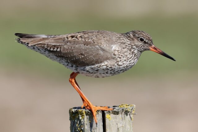 Redshank - Normandy Marsh 30th April C Rose