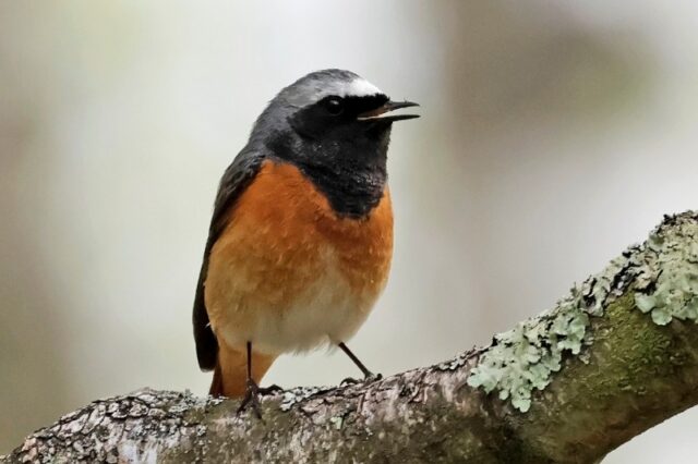 Redstart - Pig Bush 17th April C Rose