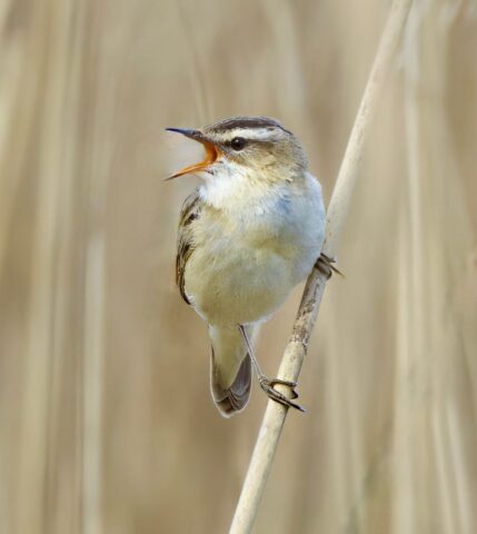 Sedge Warbler by Rob Porter - Apr 18th, 2026 Fishlake Meadows.