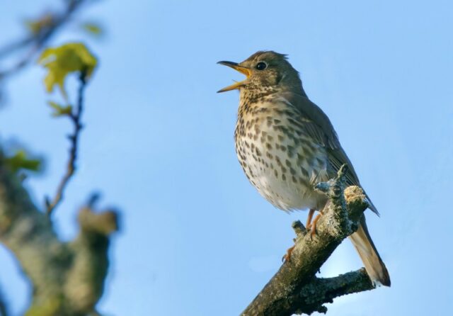 Song Thrush by Rob Porter - Apr 18th, 2026. 2