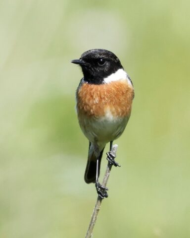 Stonechat - Fishlake Meadows 23rd April C Rose