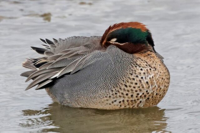 Teal - Titchfield Haven 4th April C Rose