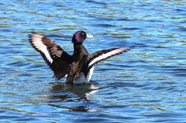 Tufted Duck by Brian Cartwright 24th April Anton Lake