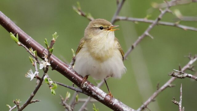 Willow Warbler - Pig Bush 17th April C Rose