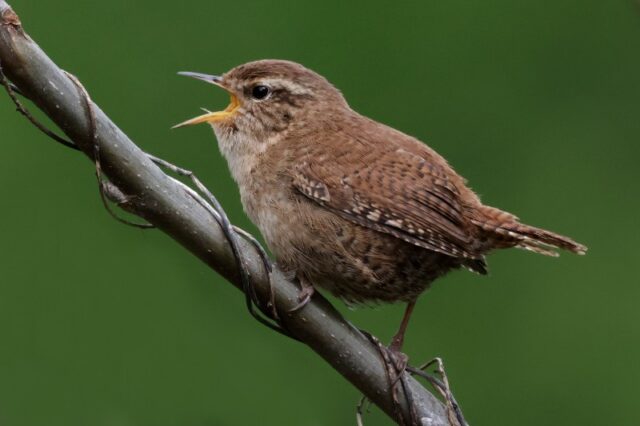 Wren - Fishlake Meadows 14th April C Rose