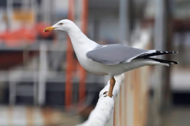 Yellow-legged Gull - Warsash 4th April C Rose