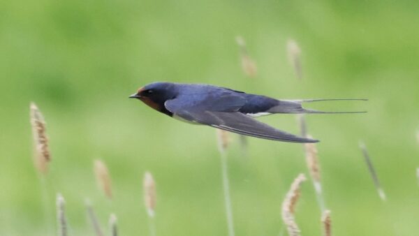 Swallow by Chris Rose - Posbrook Floods, 11th May