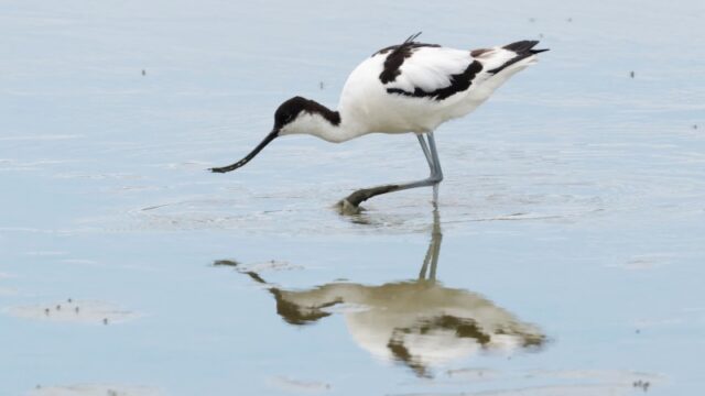 Avocet - Titchfield Haven 29th June C Rose