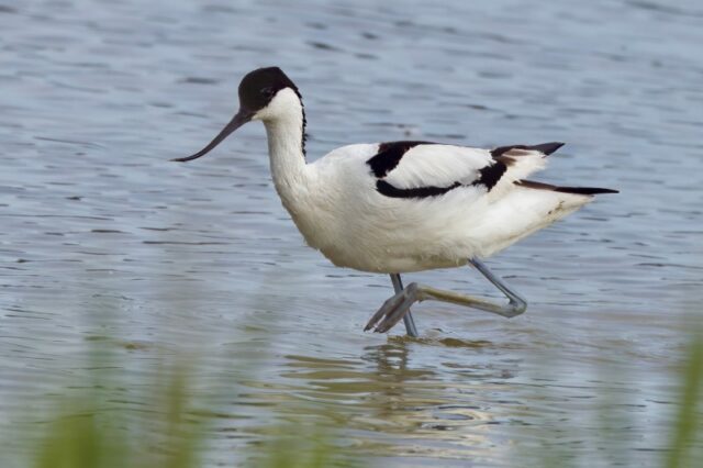 Avocet by Rob Porter-June 16th, 2026 Normandy Marsh.
