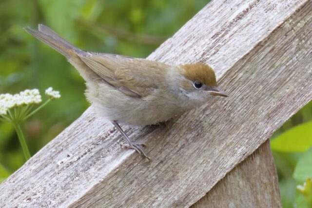 Blackcap (juv) by Rob Porter - June 5th, 2026 Skidmore.
