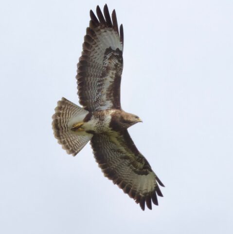 Buzzard by Rob Porter-June 5th, 2026 Skidmore