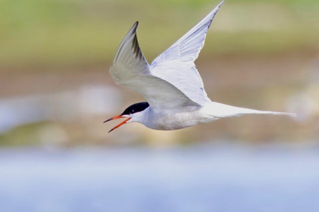Common Tern by Rob Porter-June 16th, 2026