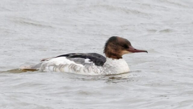 Goosander - Titchfield Haven 12th June C Rose