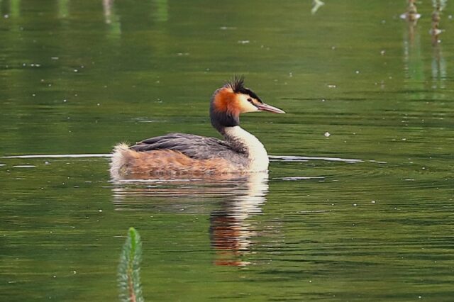 Great Crested Grebe by Brian Cartwright 10th June Anton Lake (3)