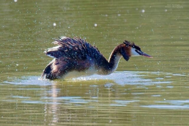 Great Crested Grebe by Dave Newbury - Eastleigh, June 13th