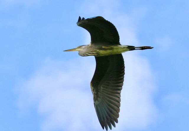 Grey Heron by Rob Porter - June 23rd 2026, Skidmore.