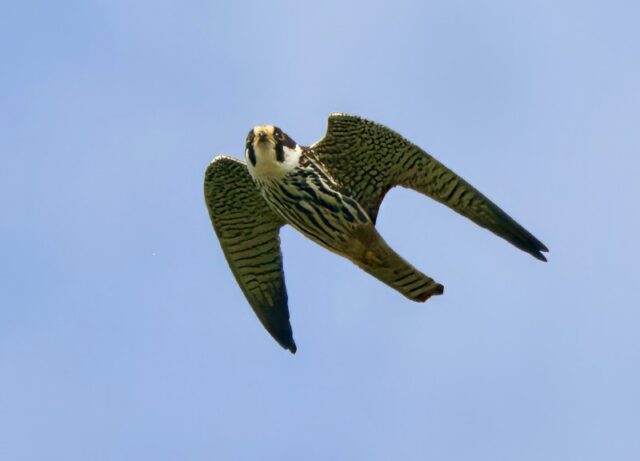 Hobby by Rob Porter - June 23rd, 2026 Skidmore.