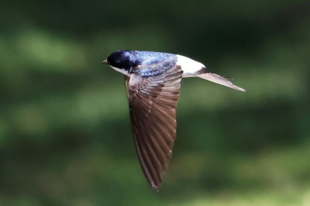 House Martin - Shatterford 13th June C Rose (2)